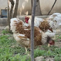 ۲ مرغ و ۱ خروس ویاندوت اورنج