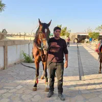 خرید و فروش اسب، پانسیون، آموزش سوارکاری|حیوانات مزرعه|مشهد, کلاکوب|دیوار