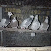 کفترطوق آجری سرکی طوقی شازده سینه سیاه سینه مخمل|پرنده|شیراز, جمال آباد|دیوار