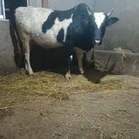 ورزا محلی دو وقت