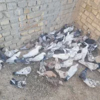 کفتر