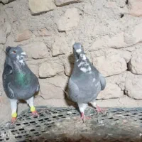 نرو ماده ریش و نرو ماده ابلغ|پرنده|هامون, |دیوار