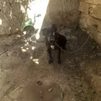 پا کوتاه