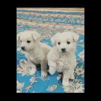 پاپی پا کوتاه|سگ|مشهد, ملکآباد|دیوار