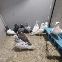 کفتر قلد مفت