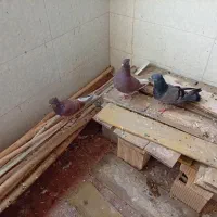 یه جفت کبوتر و جوجه