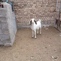 بز   کهره نر سبک