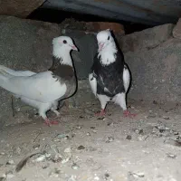 کبوترطوقی همه مولد|پرنده|کلاله, |دیوار