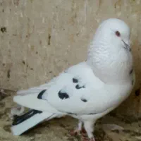 کبوترهای‌ شهرستانی