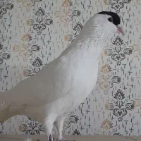 کفتر ساده خال افغانی نر