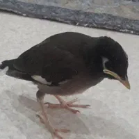 جوجه مینا