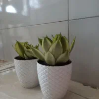 ۲ تاگلدون سانسوریا پاکوتاه