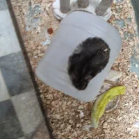 همستر سالم بازیگوش