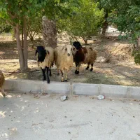 سلام 3عدد بره چاق نر و تعداد 80عدد کفتر خوب|حیوانات مزرعه|بندرعباس, |دیوار