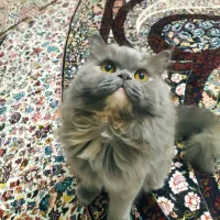 گربه بازیگوش|گربه|اردکان, |دیوار