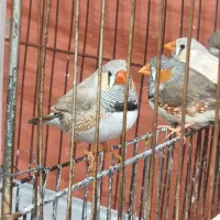 فنچ
