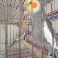 طوطی عروس|پرنده|سنگر, |دیوار