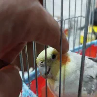 عروس هلندی و برزیلی|پرنده|تهران, تهرانسر شرقی|دیوار