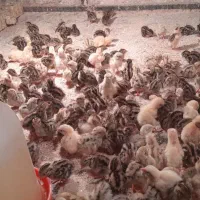 فروش جوجه بلدرچین ۳روزه ومرغ سلطان|حیوانات مزرعه|باوی, |دیوار