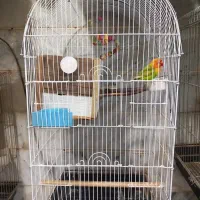 طوطی. راهب مولد برزیلی مولد