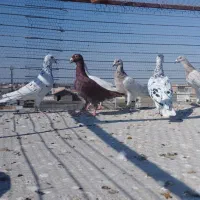 کبوتر  کفتر|پرنده|شیراز, احمدآباد|دیوار