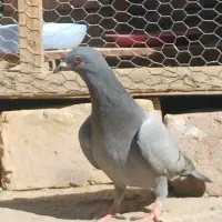 خروس  کفتر|پرنده|سراوان, |دیوار