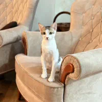 واگذاری گربه