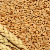 گندم اردبیل