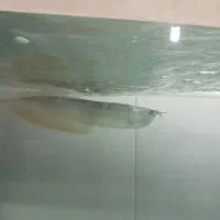 آروانا سیلور