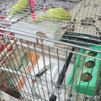 مرغ عشق زیبا  4 ماهه