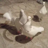 پرنده|پرنده|محمدیه-قزوین, |دیوار