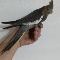 عروس هلندی مرواریدی خاکستری آهویی|پرنده|چرام, |دیوار