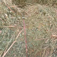 فروش علف ویونجه خالص
