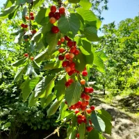 فروش قطعه ویلایی در شهرک شهرداری در فاز یک