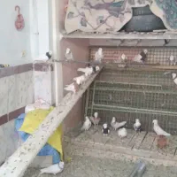 کبوتر طوقی|پرنده|سنقر, |دیوار