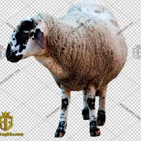 میش و بره گوسفند|حیوانات مزرعه|سیرجان, |دیوار