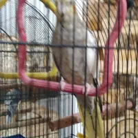 طوطی عروس|پرنده|لولمان, |دیوار