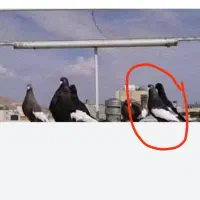 کفتر گمشده سرته سیاه بی کاکول سرشم گیج میزنه