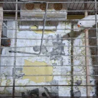 فروش یک جفت فنج با قفس