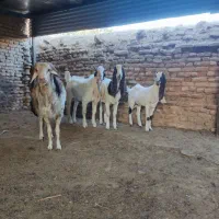 بزغاله گلابی پتیری|حیوانات مزرعه|فریمان, |دیوار