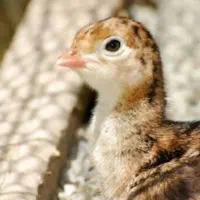 پیش فروش جوجه بوقلمون برنز