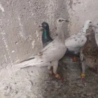 کبوتر