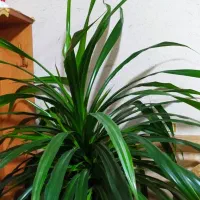 گل وگیاه|گل و گیاه طبیعی|ماهان, |دیوار