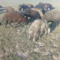 ۳۰عدد بره نر داشتی|حیوانات مزرعه|شراء, |دیوار