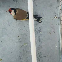 سهره نقاب پهن|پرنده|صحنه, |دیوار