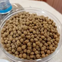 غذای ماهی|ماهی|اهواز, زیتون کارمندی|دیوار