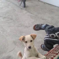 سگ در حوالی عربلو بیشه