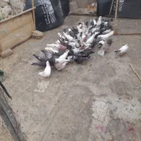 فروش کبوتر