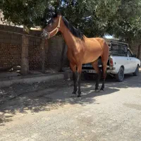 اسب|اسب و تجهیزات اسبسواری|سبزوار, امام خمینی (ناوی)|دیوار