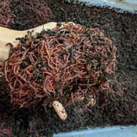 کرم ماهیگیری زنده